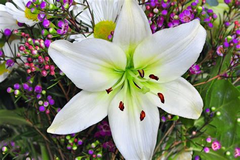 Easter Lily Poisoning In Dogs Symptoms Causes Diagnosis Treatment