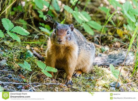 European Suslik Gopher Or Ground Squirrel In The Wilderness Outside
