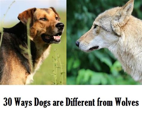 Those working on office 2007 or office 2010 know that when they save while. 30 Fascinating Differences Between Wolves and Dogs - Dog ...