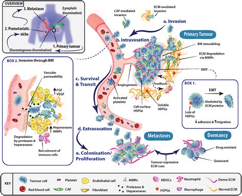 Frontiers Cancer Metastasis The Role Of The Extracellular Matrix And