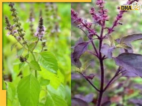 Rama Shyama Tulsi रामा या श्यामा कौन सी तुलसी लगाना होता है शुभ यहां