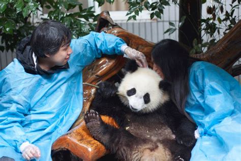 Chengdu Home Of The Pandas Eats Leaves And Shoots