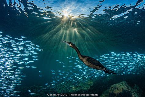 4th Place Marine Life Behavior Ocean Art 2019 Underwater Photography