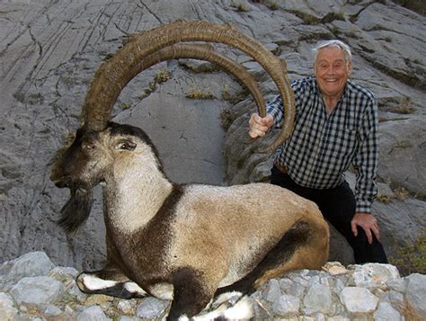 Bezoar Ibex Hunting Trophy Bezoar Ibex Hunts In Turkey