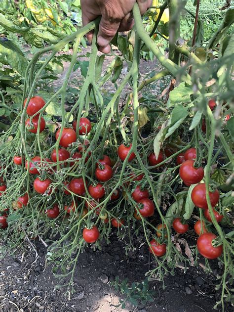 Tomato Riesentraube — Sweet Rock Farm Quality Organic Seeds