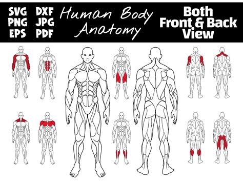 Editable Muscle Map Anatomy Poster Clipart Highlight Muscle Etsy