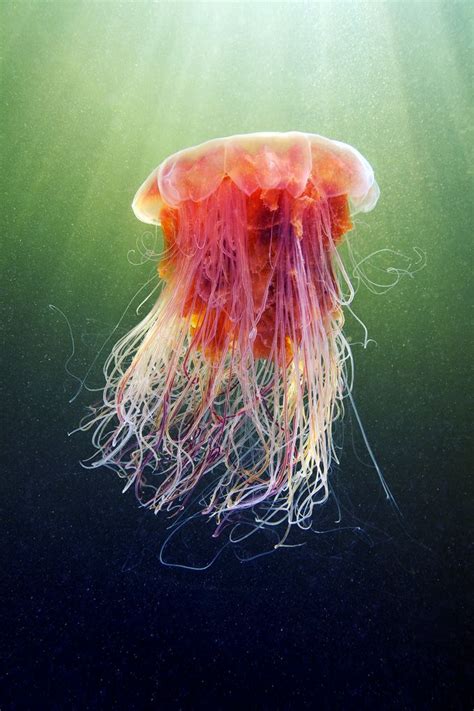 Cyanea Capillata Jellyfish Photography By Alexander Semenov Lions