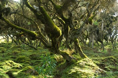 Harena Forest Bale Mountains Ethiopia More On Christ Flickr