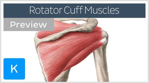 Supraspinatus, infraspinatus, ters minor,.et), using interactive animations and labeled diagrams. Rotator cuff muscles overview (preview) - Human Anatomy ...