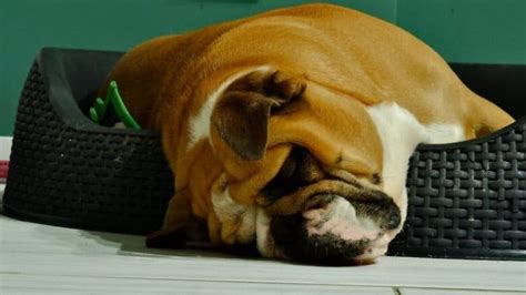 Best Dog Beds For English Bulldogs 2021 Savvy Doggo