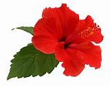 Images of What Does A Hibiscus Flower Look Like