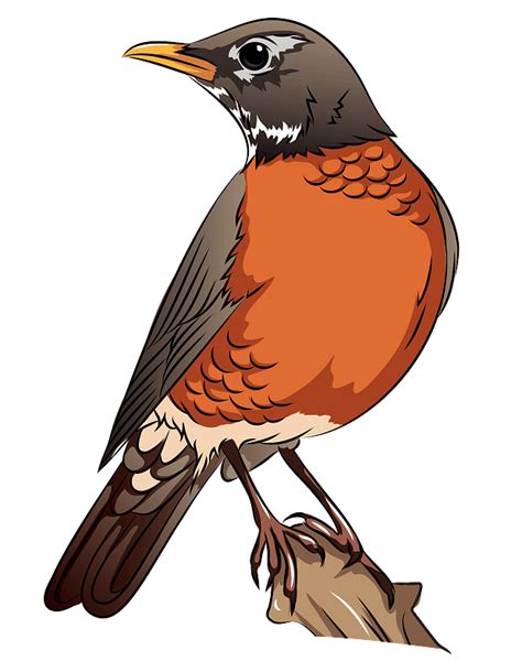 American Robin On The Branch Clipart Free Download Transparent Png