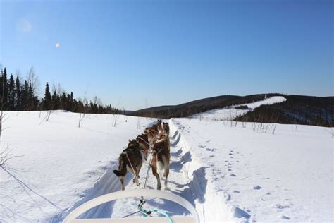 Fairbanks 1 Hour Alaskan Winter Dog Sledding Adventure Getyourguide