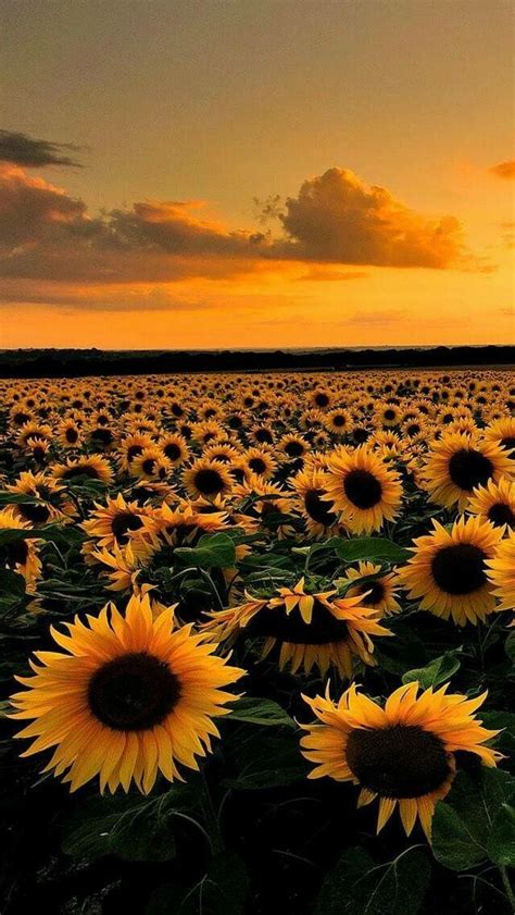 Campo De Girasoles ️ Nature Photography Sunflower Iphone Wallpaper