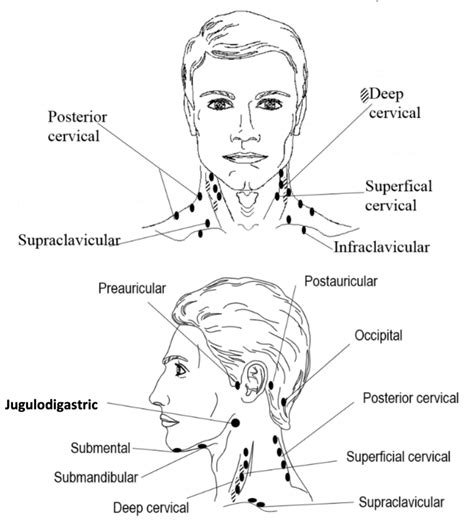 Lymph Nodes Examination Diagram Quizlet