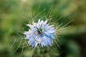 How to Grow and Care for Love-in-a-Mist