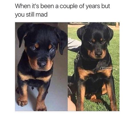 32 Animal Memes That Will Brighten Your Day Memebase Memes Funny