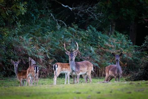Three Eyed Deer Three Eyed Deer In New Forest National Flickr