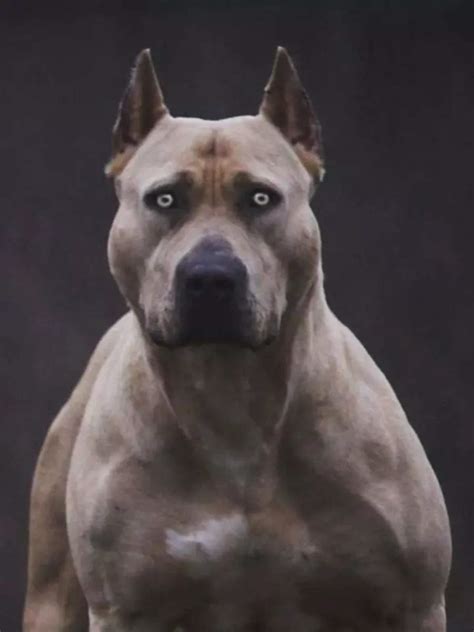 7 Scariest Dog Breeds In The World Times Now