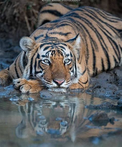 The Amazing Tigers On Instagram Follow Theamazingtigers