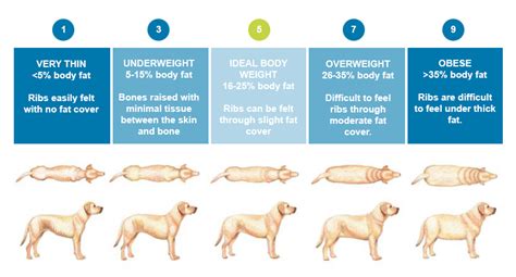 ¿cómo Saber El Peso Ideal De Mi Perro O Gato Acupcan