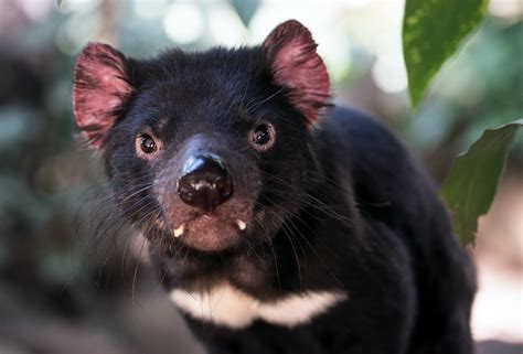 Tasmanian Devil Facts Sarcophilus Harrisii Carnivorous Marsupial