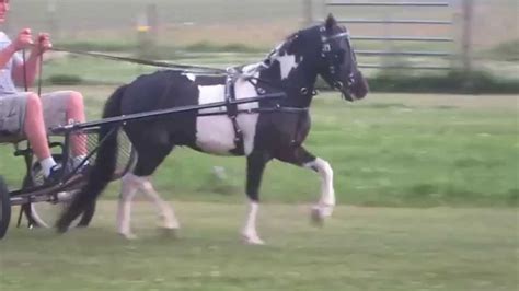 Driving Miniature Horse Imagine Farms Storm Chaser Youtube