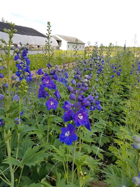 Delphinium Picture How To Grow Delphiniums From Seed The Garden Of