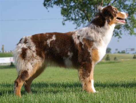 Halo Say No More Of Imagineer Rnx Cgc Red Merle Cw Female