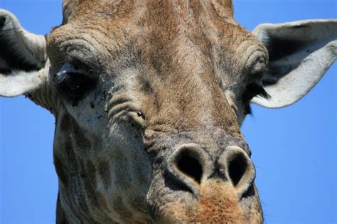 Head Of A Giraffe Close Up Free Image Download