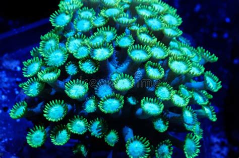 Green Flower Pot Coral Underwater Stock Image Image Of Underwater