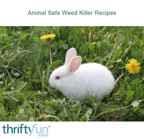 Economical and effective, this stuff really worked on my pathway. Animal Safe Weed Killer Recipes | ThriftyFun