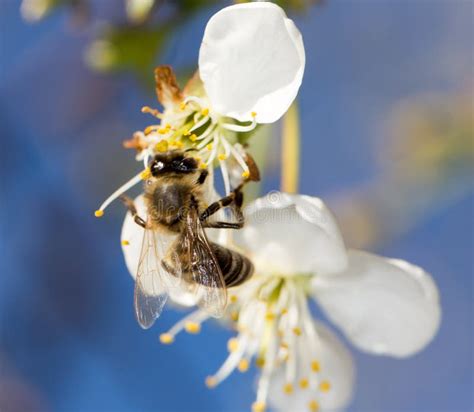 Bee On A White Flower On A Tree Stock Photo Image Of Fruit Petal