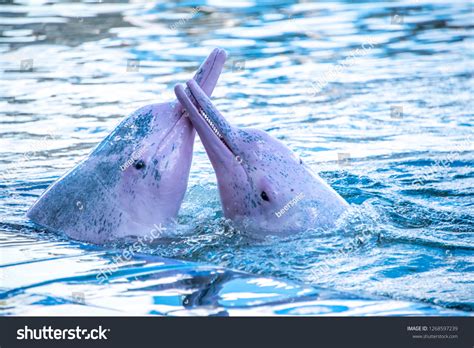 Couple Pink Bottlenose Dolphins Show Romantic Stock Photo 1268597239
