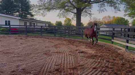 Samantha On Twitter Justify Colt Showing Off His Skills This Morning
