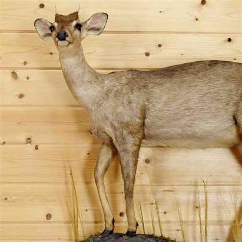 Brocket Deer Full Body Taxidermy Mount Sw6206 Safariworks Decor