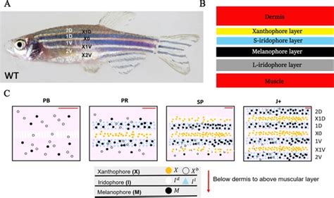 A Quantitative Modelling Approach To Zebrafish Pigment Pattern