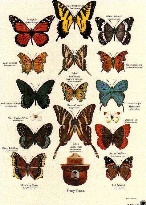 Butterfly Identification Poster From The Us Forestry Service Insect