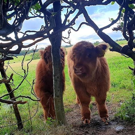 Visitscotland On Instagram How Would You Rate This Coos Camooflage