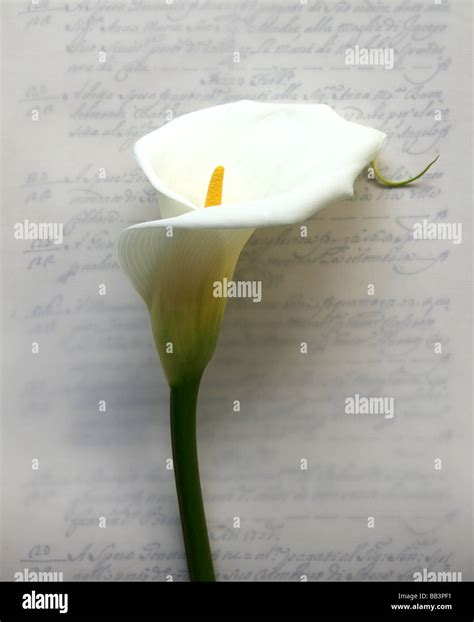 Fresh Calla Lily On An Old Fashioned Handwriting Background Stock Photo
