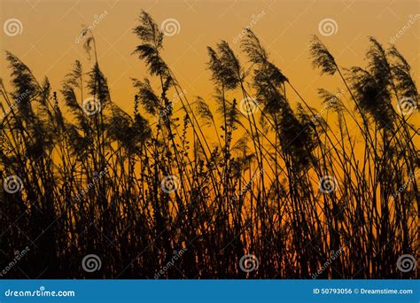 Reeds In Sunset Stock Photo Image Of Melancholic Plant 50793056