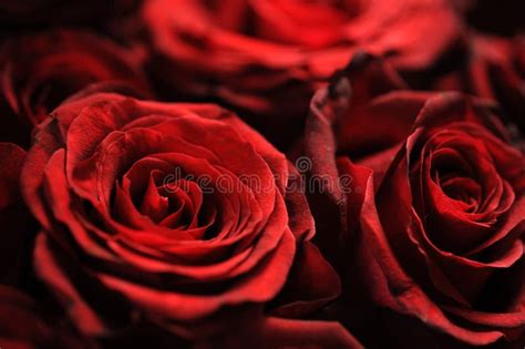 Bouquet Of Faded Roses Stock Image Image Of Harmony 33265963