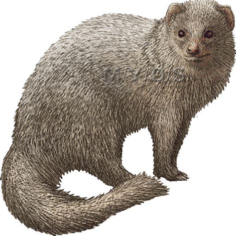 Download Mongoose Clipart For Free Designlooter 2020 👨‍🎨