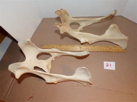 2 Whitetail Deer Pelvis Real Bone Taxidermy Oddity Craft 2000 Picclick