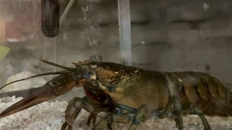 Releasing An American Lobster Rmarinebiology