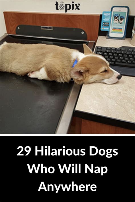 29 Doggos Who Will Nap Literally Anywhere Cute Animal Memes Super
