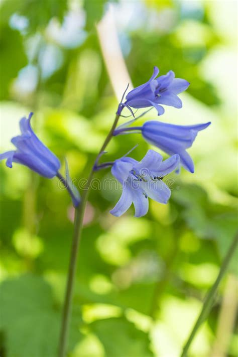 Blue Flowers Of Campanula Stock Image Image Of Campanula 70530105