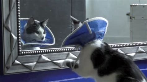 Cone Of Shame Kittymews Cat News From Around The World