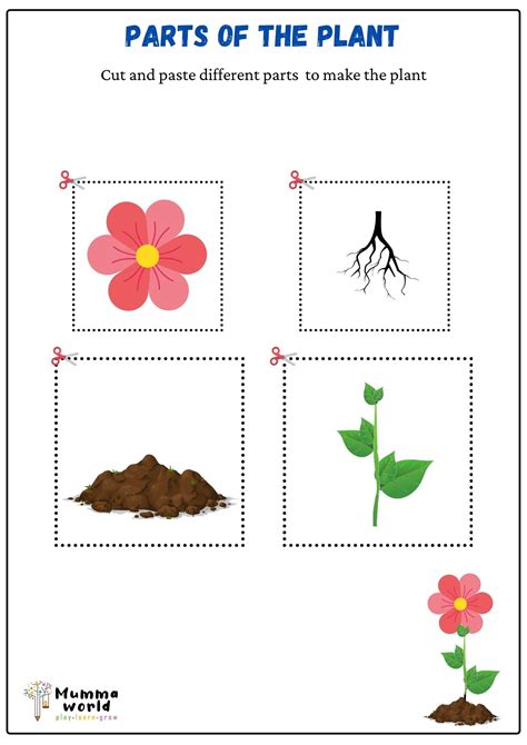 Parts Of A Plant Printable Dont Be Content With Just Knowing Parts Of