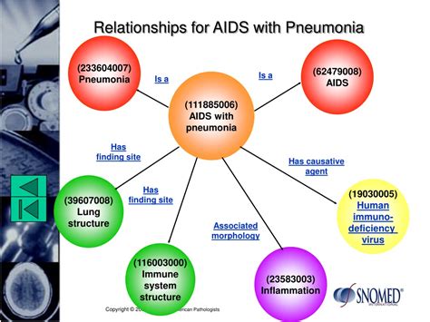 Ppt Sample Hierarchy For Aids With Pneumonia Powerpoint Presentation
